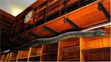 120-year-old stuffed anaconda