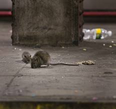 Rats in the subway