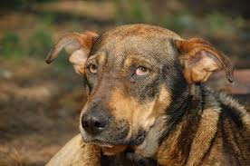 Dog suffering in silence