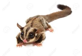 Sugar Glider