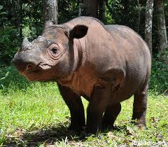 Sumatran Rhino