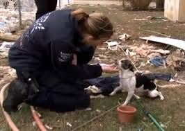 Superstorm Sandy Dog With Rescuer