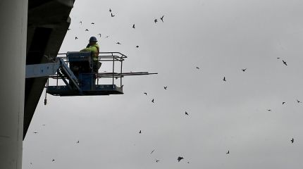 Swallows at Petaluma 101 Bridge