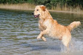 Swimming Dog