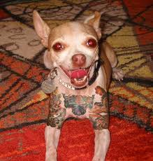 Chihuahua with tattoos