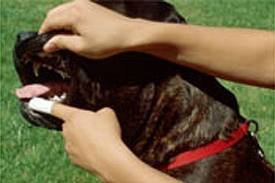 Brushing dog's teeth with finger