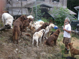 Thayne Hamilton with dogs 