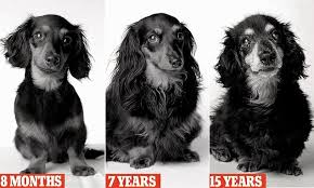 Dog Aging Over The Years