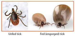 Unfed Tick and Fed Tick