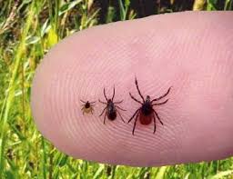 Ticks on Fingertip