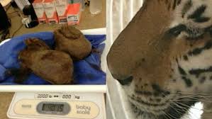 Tiger with hairball that was removed