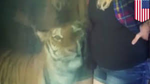 Tiger Watches Pregnant Woman