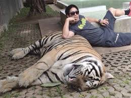 Tiger Selfie