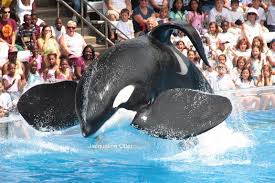 Tilikum