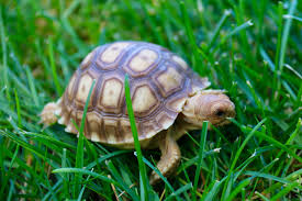 Tortoise