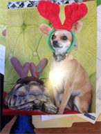 African Tortoise and Chihuahua with antlers