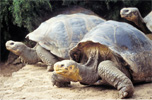 Tortoises