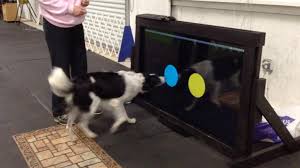 Dog Using Touchscreen