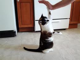 Cat doing a 