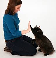 Training a cat to high-five