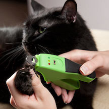 Trimming a Cat's Nails