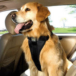 Tru Fit Dog Harness by Kurgo