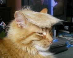 Trumped Out Cat