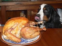 Dog staring at Turkey