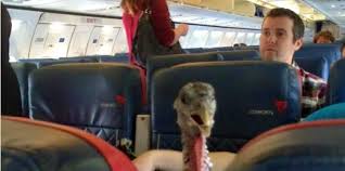 Turkey on a Plane