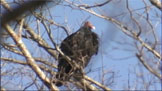 Turkey Vulture in tree