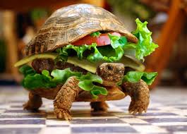 Turtle sandwich
