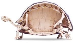 Turtle Shell