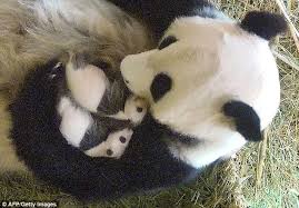 Panda Mom with Twins