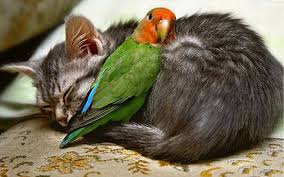 Cat sleeping with parrot