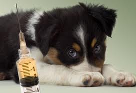 Puppy with vaccine