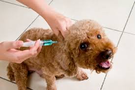 Dog receiving vaccine