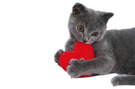 Cat with Heart
