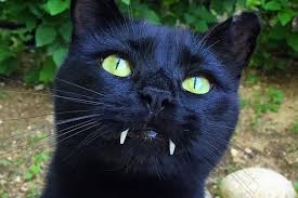 Vampire Cat