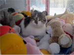 Cat in Vending Machine