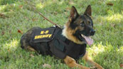 Police dog wearing protective vest