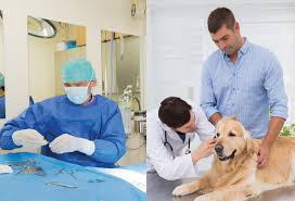 ViaGen Pets Working with Veterinarians