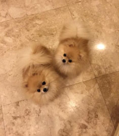 Cloned Pomeranian