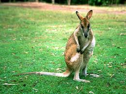 Wallaby