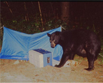 Bear in Warren, New Hampshire