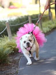 Bulldog in Tutu