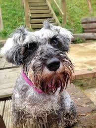 Dog with Wet Beard