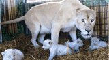 Rare White Lions Cubs With Mother