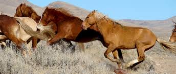 Wild Horses