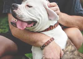 Wood Flea Collar and Bracelet