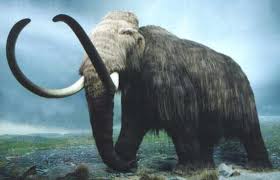 Wooly Mammoth